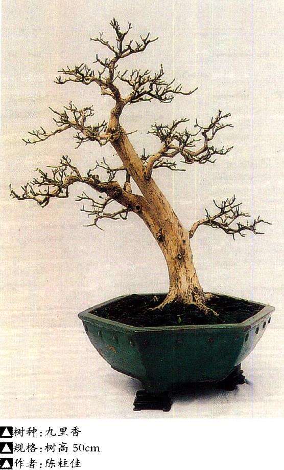 盆景怎么育干培育的6个步骤