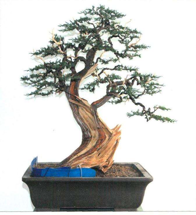 盆景怎么育干培育的6个步骤