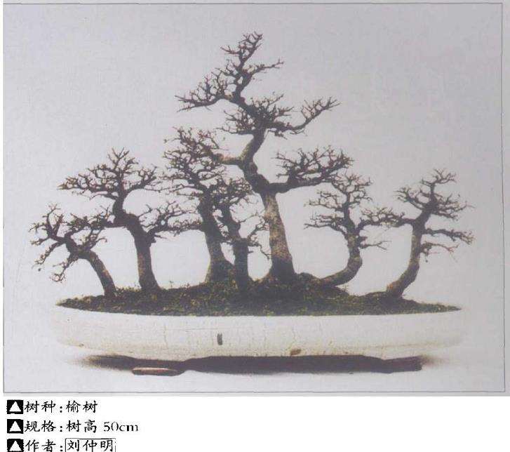 盆景栽后怎么浇水施肥