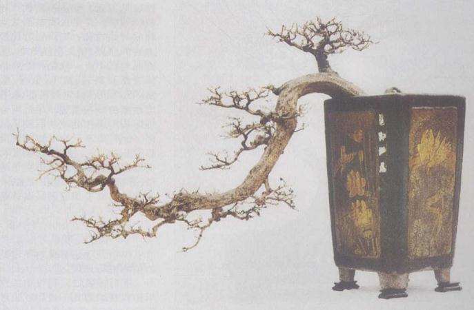 树桩盆景生桩怎么打坯