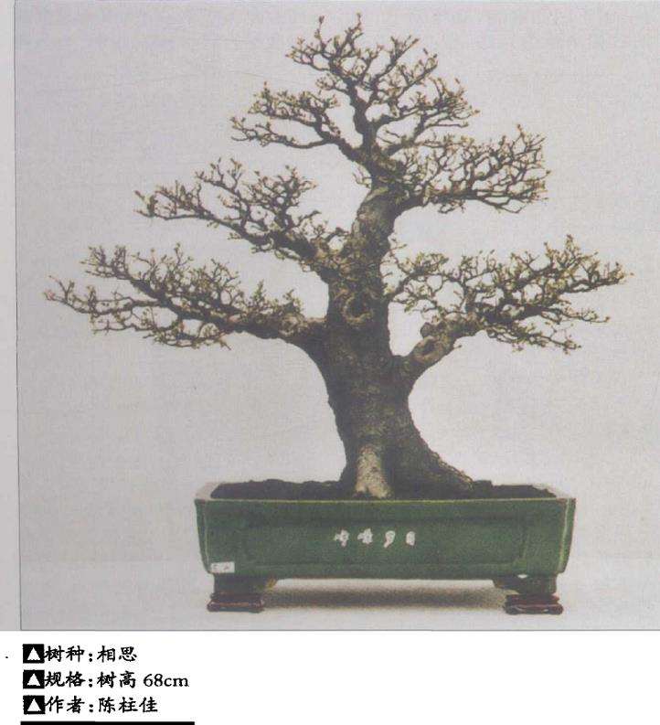 树桩盆景生桩怎么打坯