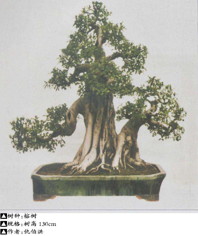 盆景栽培前怎么选坯