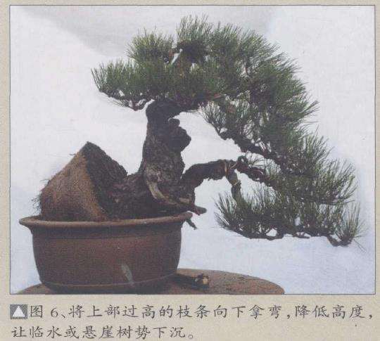 图解 松树盆景《悬涯飞瀑》的创作过程