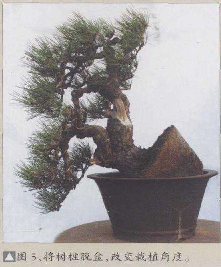 图解 松树盆景《悬涯飞瀑》的创作过程