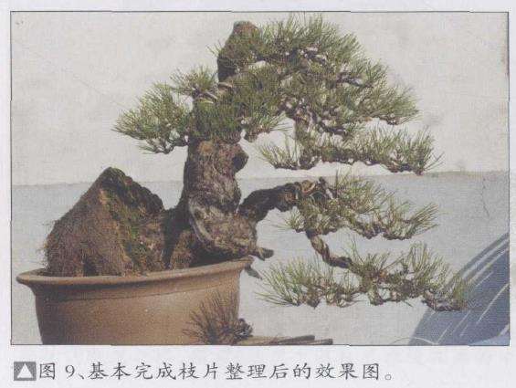 图解 松树盆景《悬涯飞瀑》的创作过程