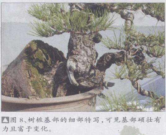 图解 松树盆景《悬涯飞瀑》的创作过程