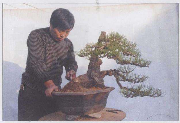 松树盆景