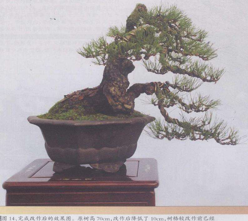 图解 松树盆景《悬涯飞瀑》的创作过程