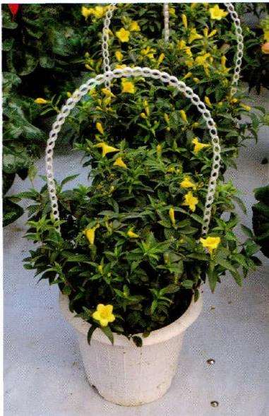 常绿钩吻藤盆栽怎么浇水施肥的3个方法