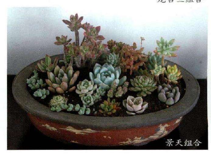 多肉植物冬季怎么浇水繁殖的3个方法