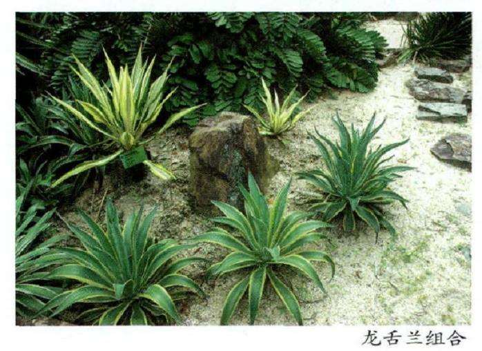 多肉植物冬季怎么浇水繁殖的3个方法