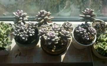 冬季怎么晒桃蛋多肉的方法 图片