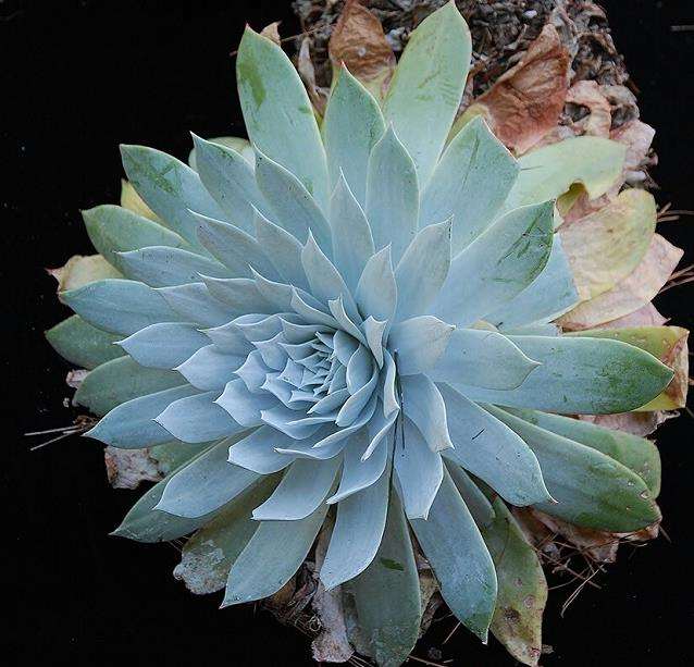 为什么冬季是仙女杯多肉的生长季