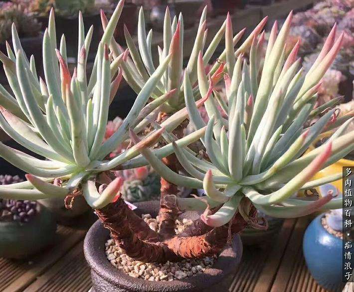 为什么冬季是仙女杯多肉的生长季