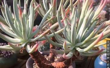 为什么冬季是仙女杯多肉的生长季