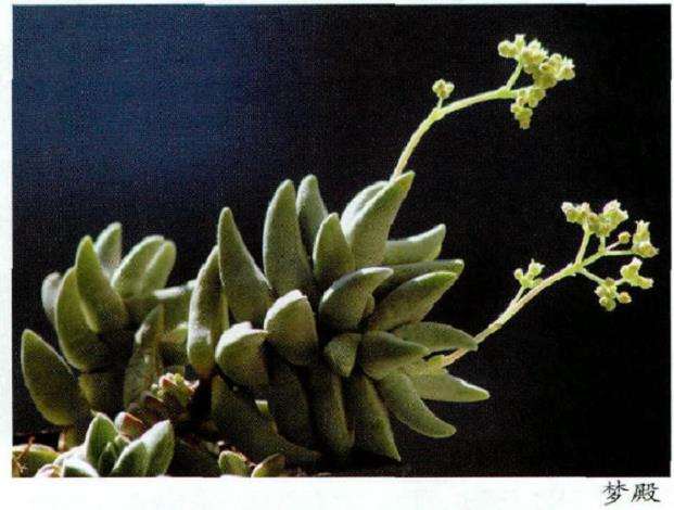 冬季多肉植物怎么光照温度