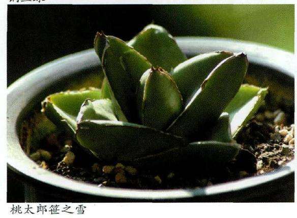 夏型种多肉植物怎么冬季管理的3个方法