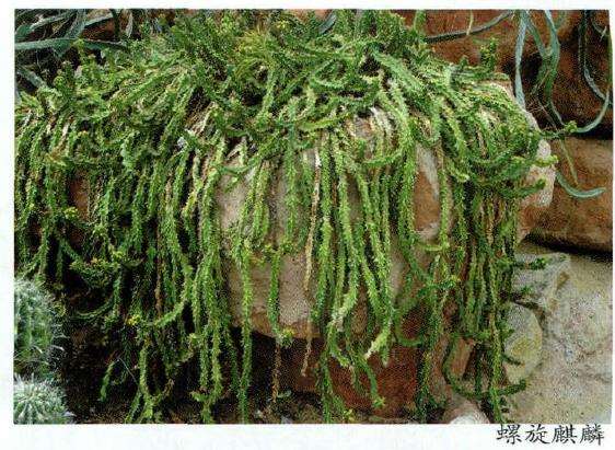 冬型种多肉植物怎么避免积水