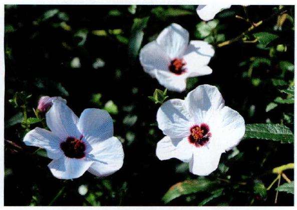 高砂芙蓉葵怎么浇水施肥