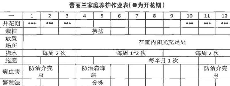 盆栽蕾丽兰怎么浇水施肥