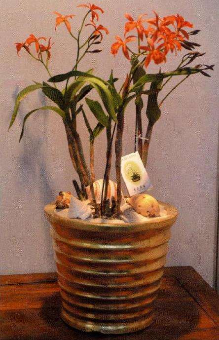 盆栽蕾丽兰怎么浇水施肥