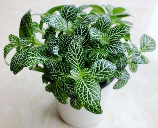 盆栽观叶植物怎么湿度和水肥管理