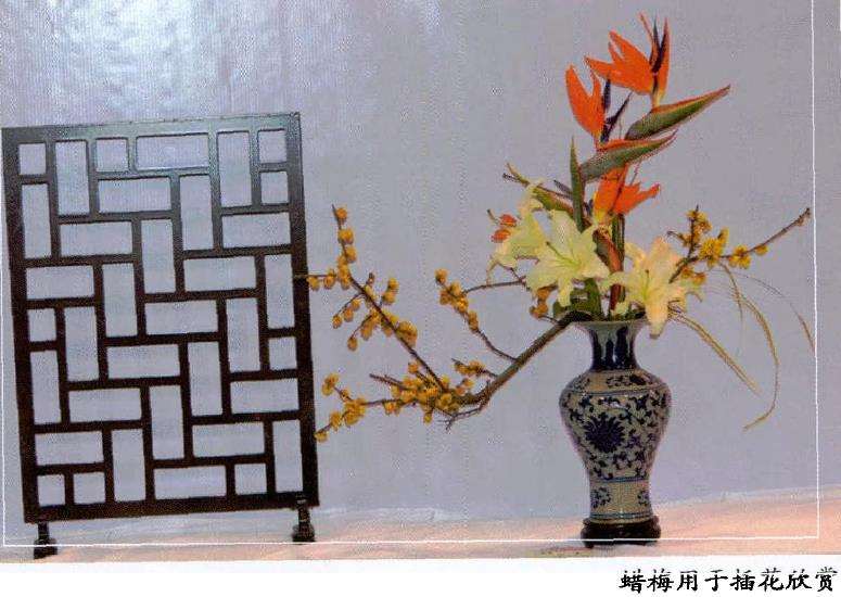 蜡梅种子有毒形似巴豆