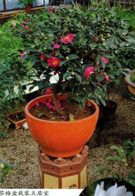 冬季茶梅怎么3天一5天浇水1次