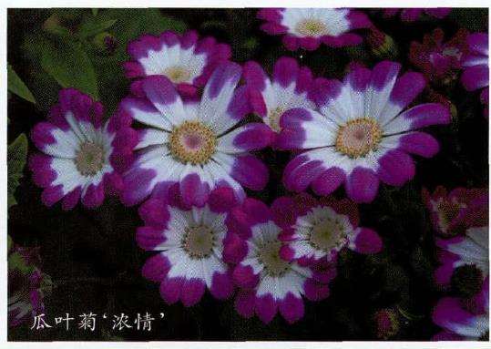 瓜叶菊叶片似黄瓜叶