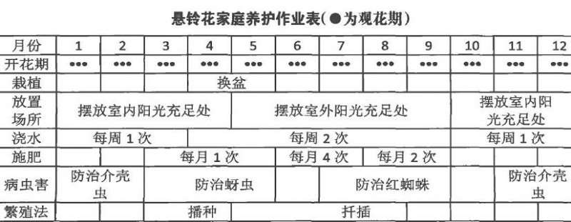 盆栽悬铃花怎么扦插浇水的3个方法