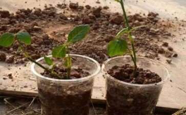 图解 月季盆栽扦插苗的上盆方法 图片