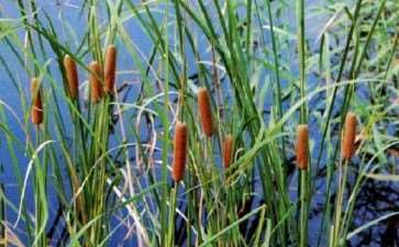 乡下的泽塘边遍生着一种水草 称之蒲草