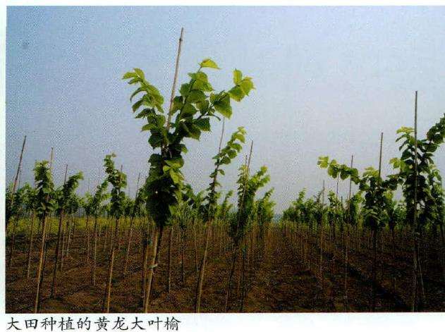 黄龙大叶榆怎么栽培管理