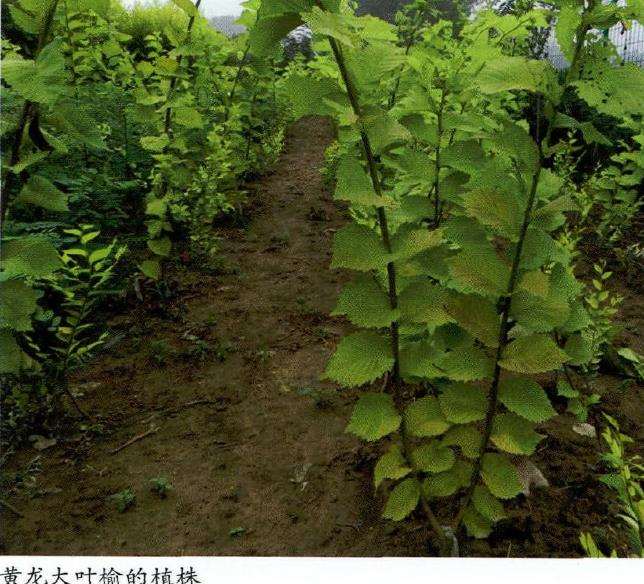 黄龙大叶榆怎么整形修剪