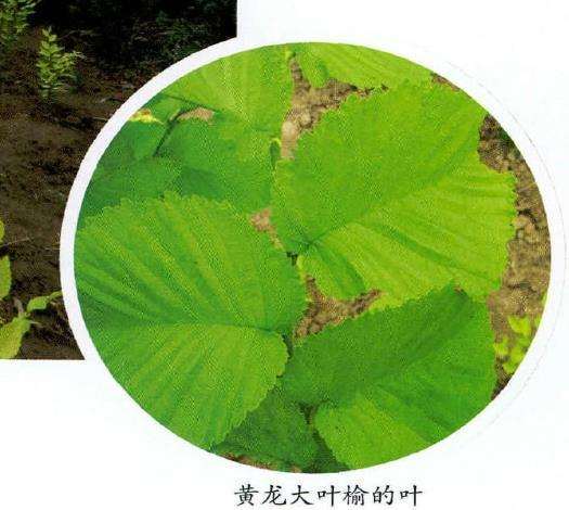 黄龙大叶榆怎么病虫害防治和园林应用