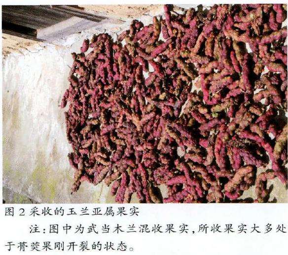 玉兰怎么种子收集和采后处理