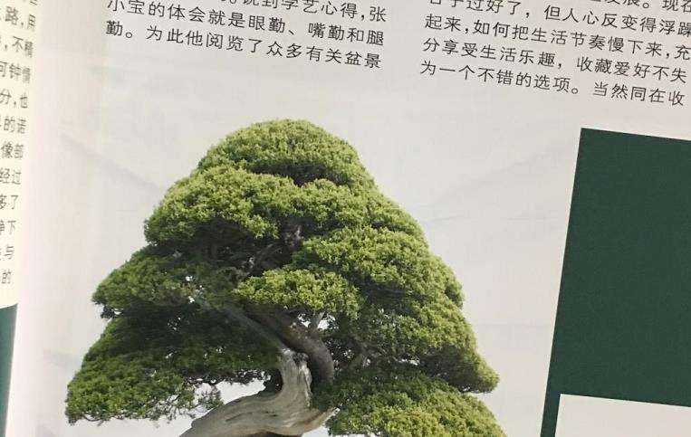 《花木盆景》杂志又实现了改版升级
