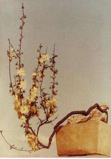 栽植盆景怎么施肥的原则种类和3个方法