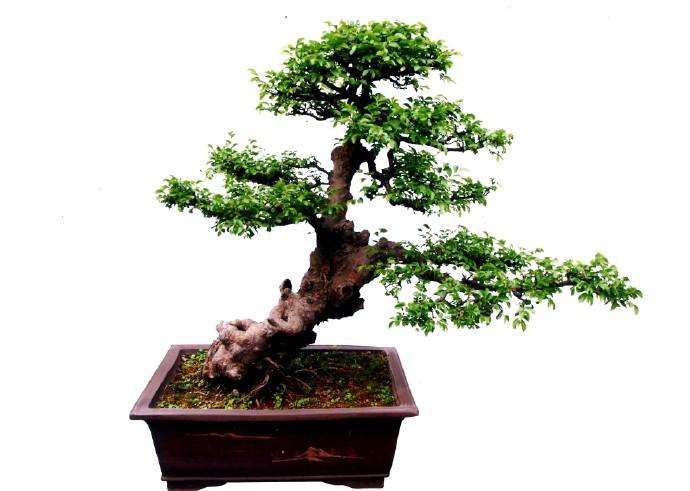 栽植盆景怎么施肥的原则种类和3个方法