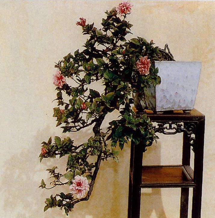 盆景怎么浇水的水源准则和3个方法