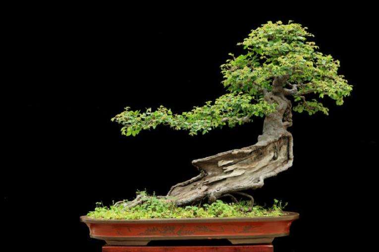 怎么处理盆景作品变形