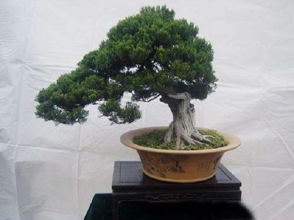 怎么维持盆景作品造型