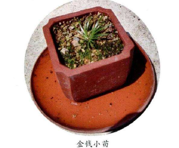 养石菖蒲用什么肥料介质比较好
