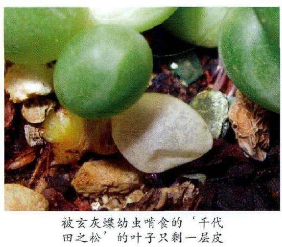 玄灰蝶多肉怎么防治病虫害