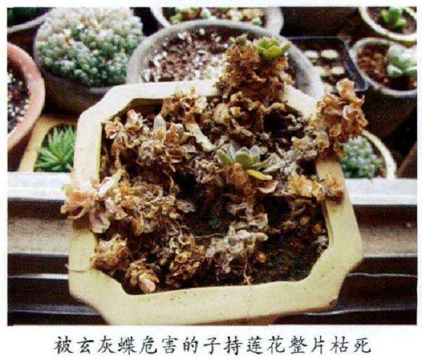 玄灰蝶多肉怎么防治病虫害