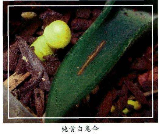 纯黄白鬼伞多肉怎么养护