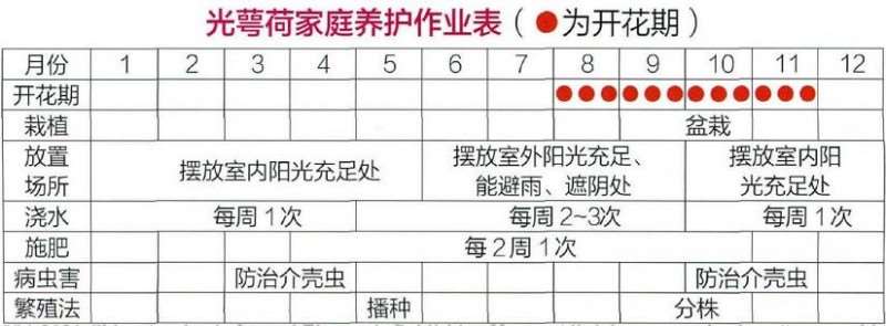 盆栽光萼荷怎么浇水施肥