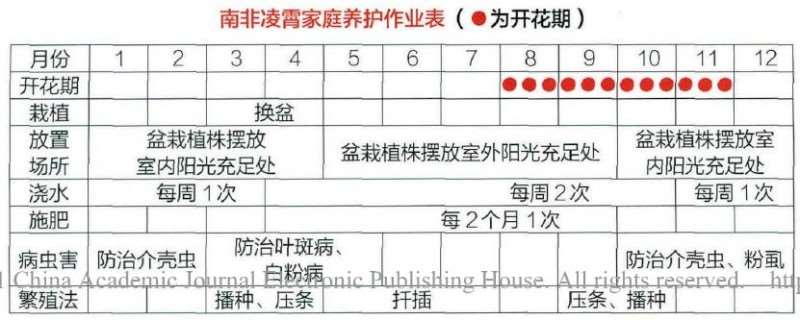 盆栽南非凌霄怎么浇水施肥