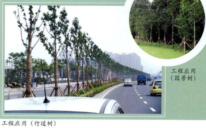 大型落叶阔叶树种研究示范