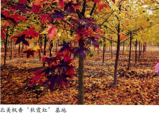 大型落叶阔叶树种研究示范